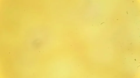 Сross section of the spinal cord under microscopic (Spinal cord S.C.), Full HD Stock Footage 47029204