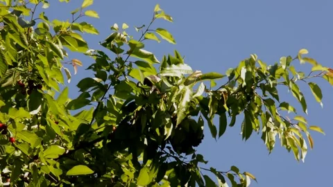 Сrow pick the berries on cherry tree Stock Footage 252632060