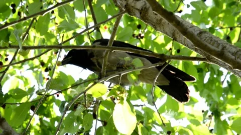 Сrow is sitting on an cherries tree Stock Footage 134298061