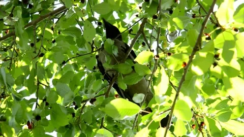 Сrow is sitting on an cherries tree Stock Footage 134298169