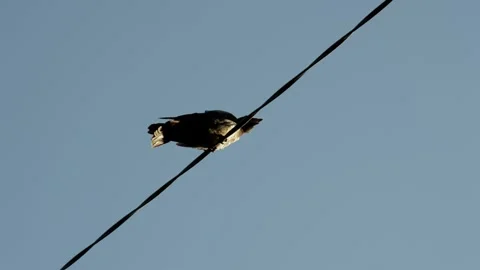 Сrow is sitting on an electric cable Stock Footage 252631601