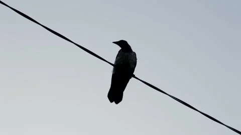 Сrow is sitting on an electric cable Stock Footage 252631766