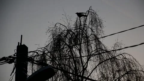 Сrow takes off from the birch Stock Footage 238648947