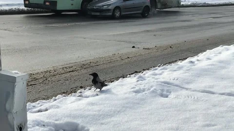 Сrow on the winter road Stock Footage 148223520