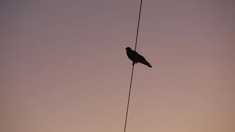 Сrow on a wire, sunset light Stock Footage 253903180