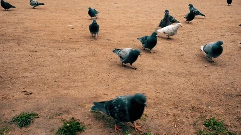 Сrowd of pigeons Stock Footage 76280932