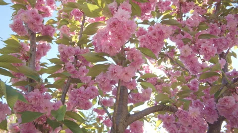Сrown tree of pink cherry blossoms against blue sky, close-up Stock Footage 340076860