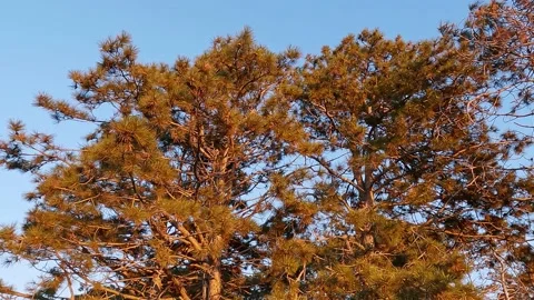 Сrowns of coniferous trees at sunset in evening, rotation Video stock 163906230