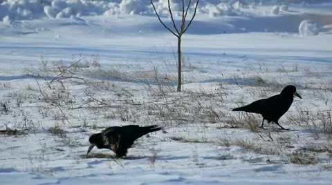 Сrows are on the snow. Stock-Footage 59795515