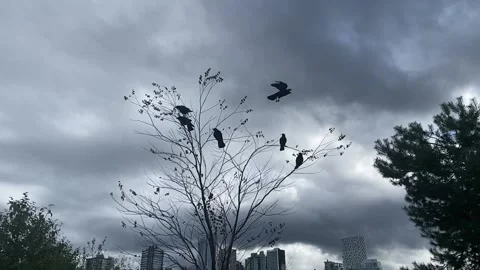 Сrows Stock Footage 162530049