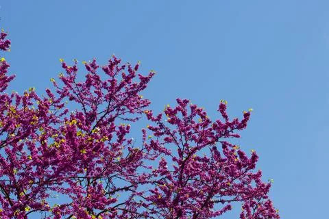 Srping cherry tree blossom Stock Photos