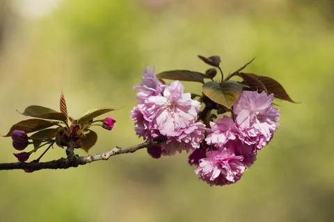Srping cherry tree blossom Stock Photos