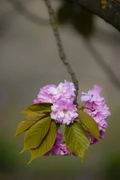 Srping cherry tree blossom Stock Photos