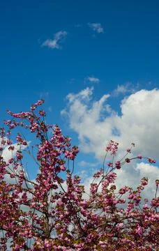 Srping cherry tree blossom Stock Photos