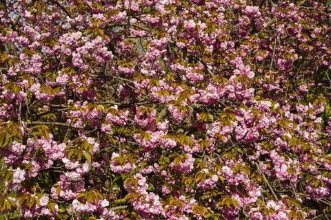 Srping cherry tree blossom Stock Photos