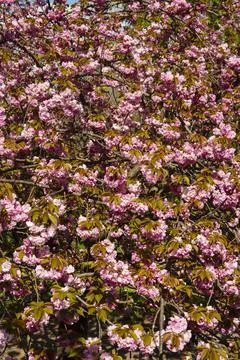 Srping cherry tree blossom Stock Photos