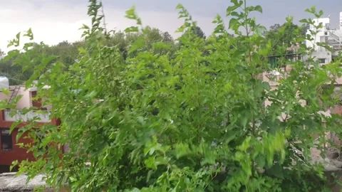 Srtong wind and rain Stock-Footage 247169391