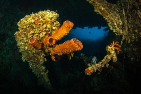 SS Thistlegorm Stock Photos