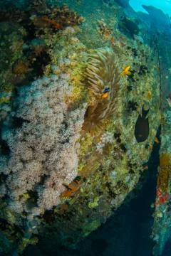 SS Thistlegorm Stock Photos