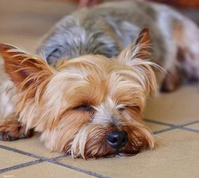 Ssh human, Im sleeping. a Yorkshire Terrier sleeping indoors during the day. Stock Photos