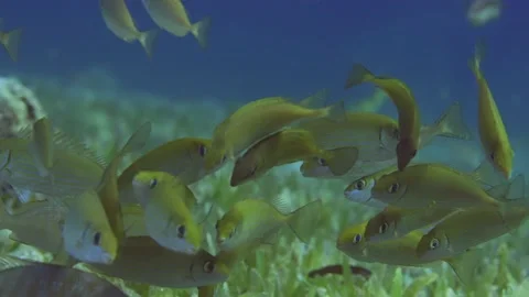 Sсhool of young Rabbitfish swims in blue water, slow motion Stock Footage 240003155