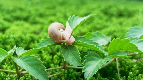 Ssnail crawling on the leaves Stock Footage 156772632