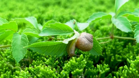 Ssnail crawling on the leaves Stock Footage 156772650