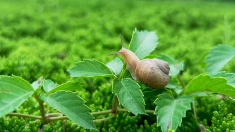 Ssnail crawling on the leaves Stock Footage 156772652