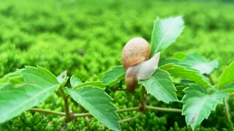 Ssnail crawling on the leaves Stock Footage 156772662