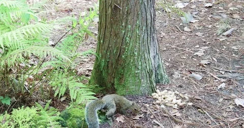 Ssquirrel foraging Stock Footage 81332687