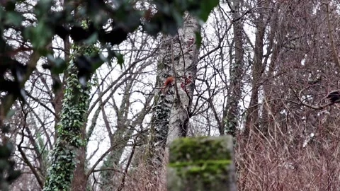 Ssquirrel running in a tree in the forest Stock Footage 133425064