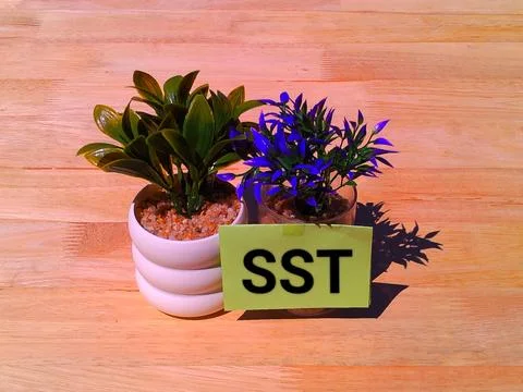 Sst concept  스톡 사진