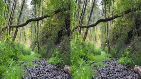 Sstereoscopic left right video full HD forest river walk Stock Footage 316535715