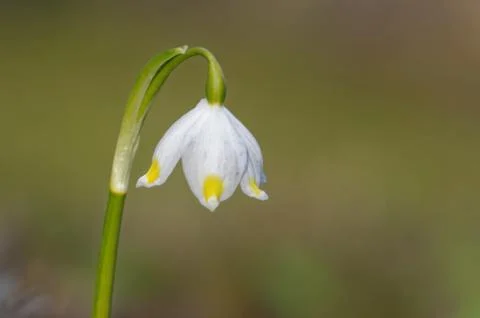 St. Agnes flower Stock Photos