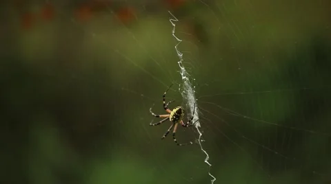 St. Andrews Cross Spider on web Stock Footage 40649601