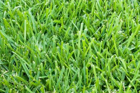 St augustine grass backdrop Stock Photos