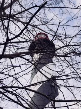 St. Augustine Lighthouse Through Tree Branches 스톡 사진