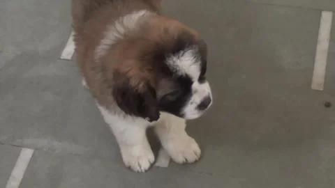 St Bernard  01 Stock Footage 295995645