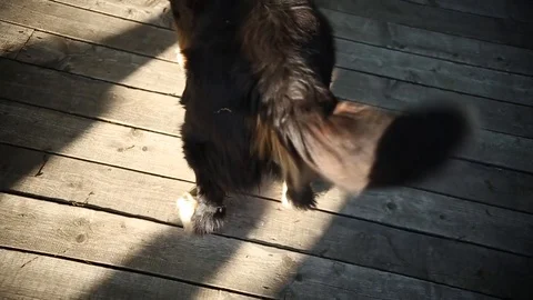 The St. Bernard dog. Stock Footage 93155537