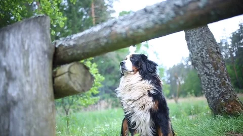 The St. Bernard dog. Video stock 93155604