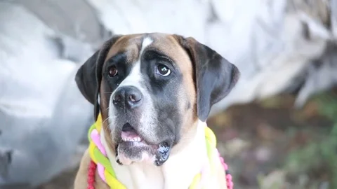 St. Bernard dog sits and looks Stock Footage