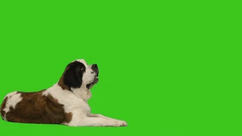 St. Bernard lies on the green screen, side view 스톡 동영상 83585239