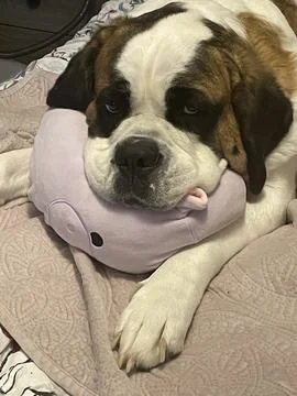 St. Bernard Stock Photos
