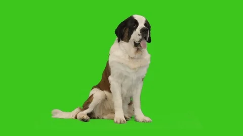 St. Bernard sits on a green screen Stock Footage 83585344