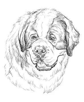 St. Bernard vector hand drawing portrait Stock Illustration