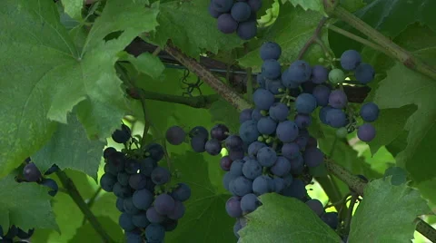 St Croix 1 Stock Footage 913415