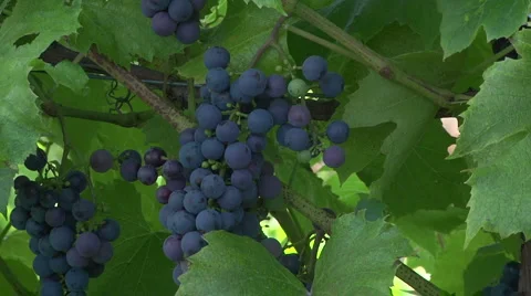 St Croix 2 Stock Footage 913408