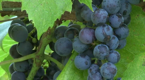 St Croix 3 Stock Footage 913391