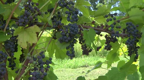 St Croix 4 Stock Footage 913374