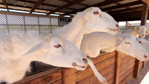 ST. CROIX SHEEP PERFORMING Stock Footage 186737839